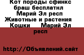 Кот породы сфинкс браш бесплатнл - Марий Эл респ. Животные и растения » Кошки   . Марий Эл респ.